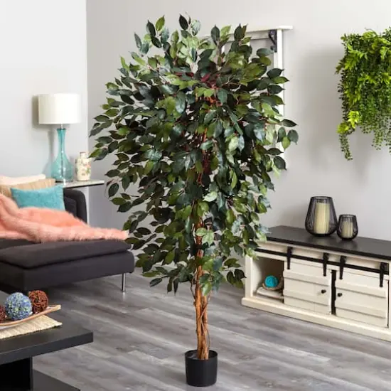 6ft. Potted Capensia Ficus Tree {3}