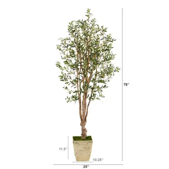 6.5ft. Olive Tree in Country White Planter {3}