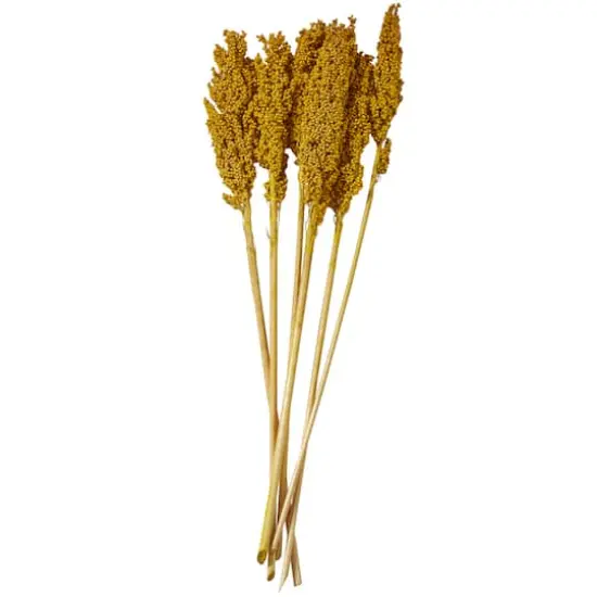 Dried Corn Maize Natural Foliage with Long Stems Yellow {1}