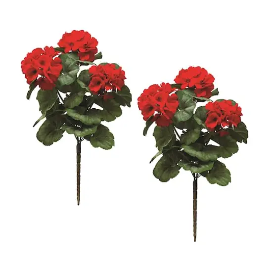 20" Geranium Bush, 2ct. {1}