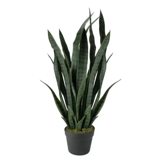 2.4ft. Two-Tone Green & Black Potted Snake Plant {1}