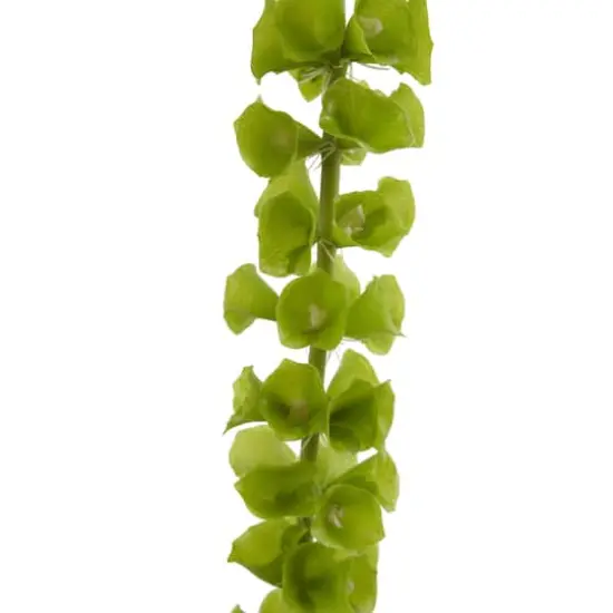 Bells of Ireland Stems, 3ct. {3}