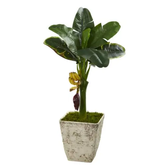 3ft. Banana Tree in Country White Planter {1}
