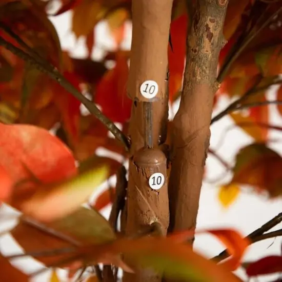 9ft. Potted Artificial Autumn Ficus Tree {6}