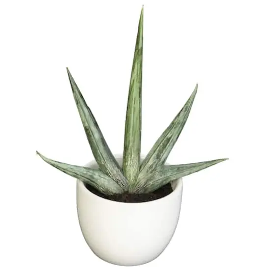 Potted Agave Plant Collection 3ct. {4}