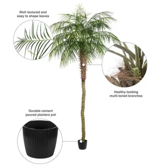 9ft. Potted Phoenix Palm Tree {9}