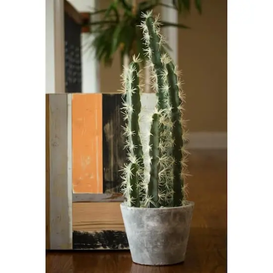 2ft. Cactus Garden In Cement Planter {5}