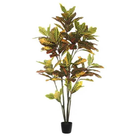 5ft. Potted Green & Orange Croton Tree {1}
