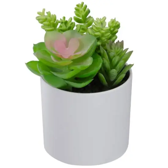 5.5" Mixed Succulent Arrangement in White Pot {5}