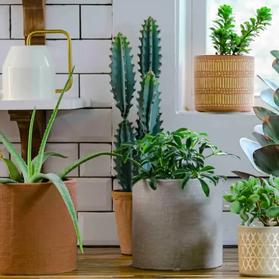 Hello Honey&reg; 20" Faux Cactus in Terra Cotta Colored Pot {3}