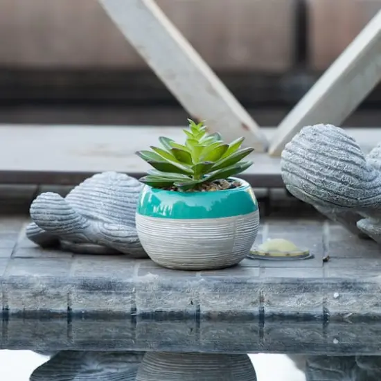 Flora Bunda&reg; Succulent In Two Tone Pattern Teal Ceramic Pot  {4}