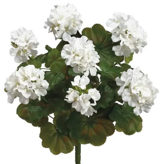 White Water-Resistant Geranium Bush {1}