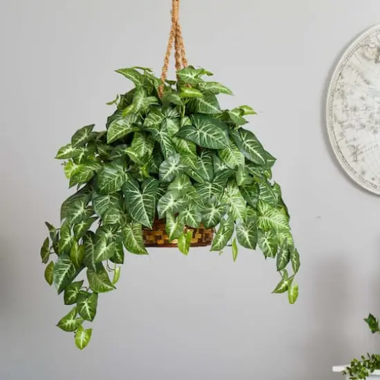 2ft. Arrowhead Plant Hanging Basket {4}