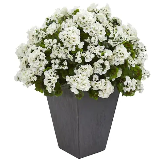 2.5ft. White Geranium in Slate Planter {1}