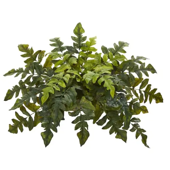 Holly Fern Bush {1}