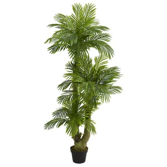 5ft. Potted Triple Phoenix Palm Tree {1}