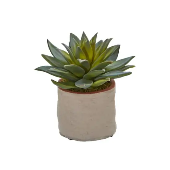 6" Potted Mixed Succulent Plants, 4ct. {5}