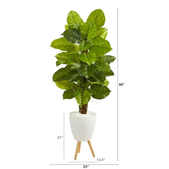 5ft. Large Leaf Philodendron Plant in White Planter with Stand {3}