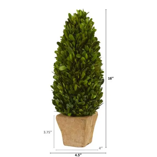 16in. Boxwood Cone in Tan Planter {3}