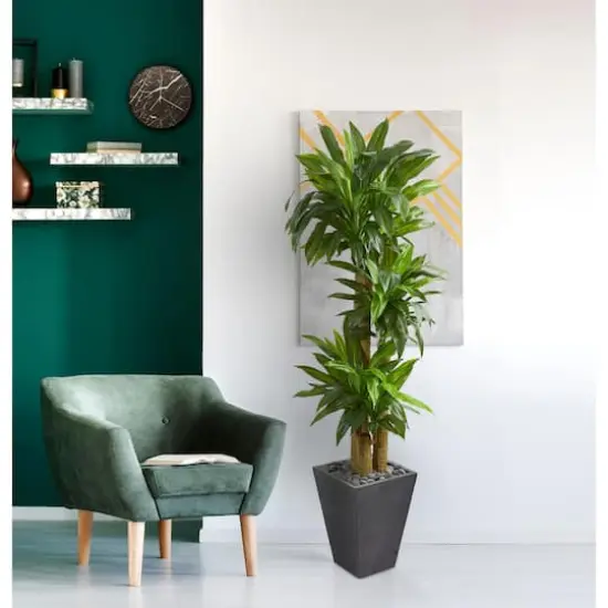 5.5ft. Cornstalk Dracaena Tree In Slate Planter {4}