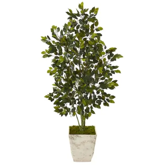 4.3ft. Ficus Tree in Country White Planter  {1}