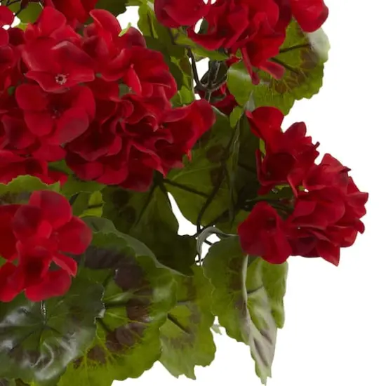 Red Geranium Bush, 3ct. {4}