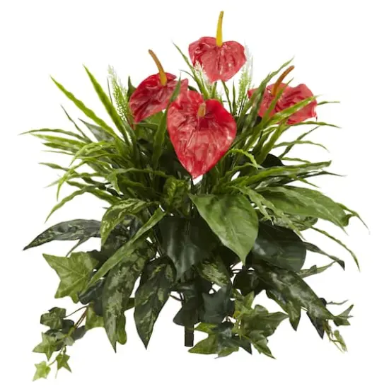 Red Mixed Anthurium Bush, 2ct. {1}