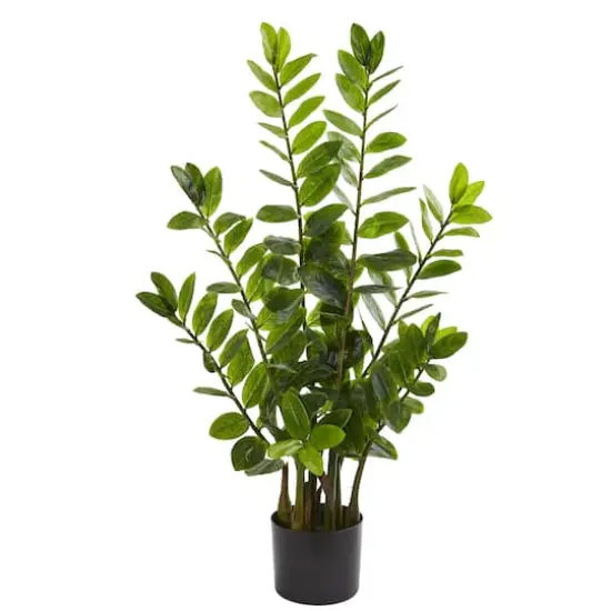 3ft. Potted Zamioculcas Plant {1}