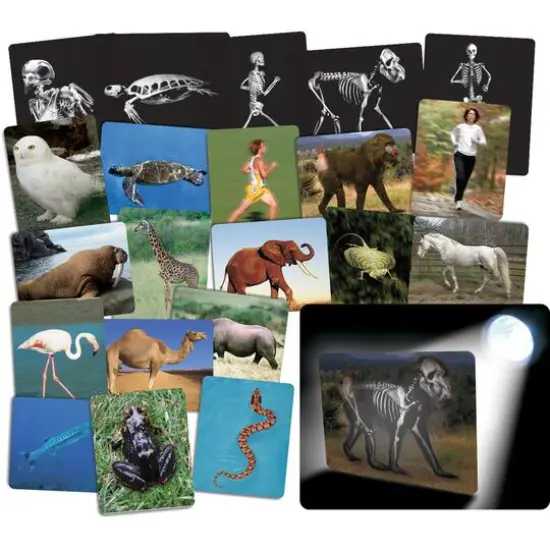 Roylco&reg; What's Inside Animals Card Set {1}