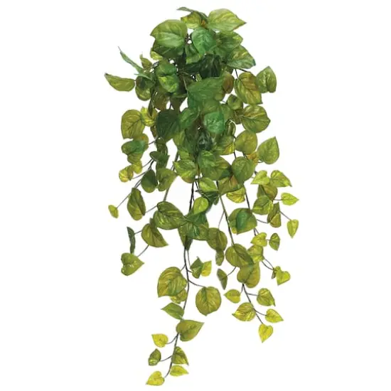 28" Pothos Hanging Bush, Green {1}