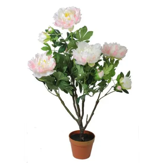 36" Light Peach and Pink Blooming Potted Peony Plant {1}