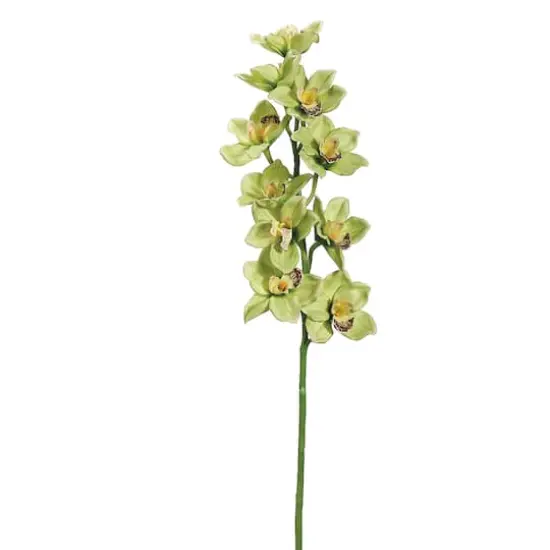 Green & Burgundy Cymbidium Orchid Stem {1}