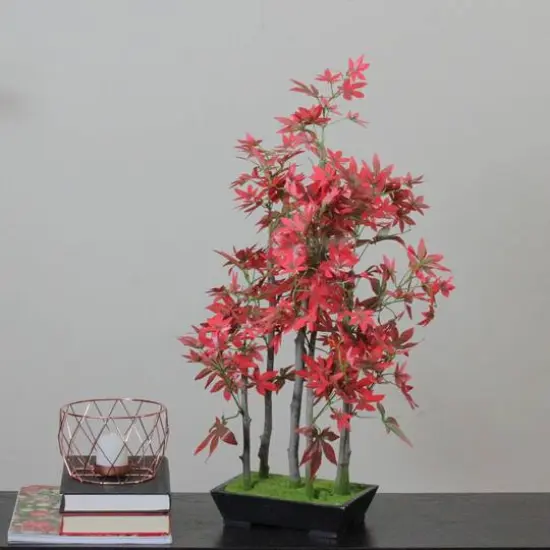 25" Bonsai-Inspired Red Leaved Japanese Maple Tree {3}