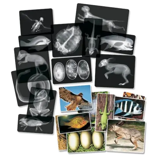 Roylco&reg; Animal X-Ray Set, Pack of 14 {1}