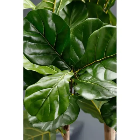 7' Fiddle Leaf Plant {3}