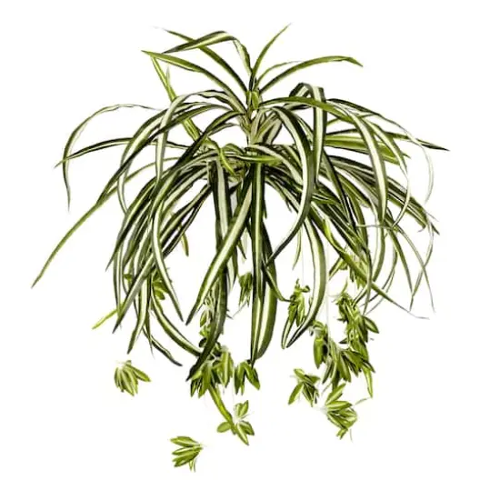 Variegated Spider Bush Classic Greenery Collection by Ashland&reg; {1}
