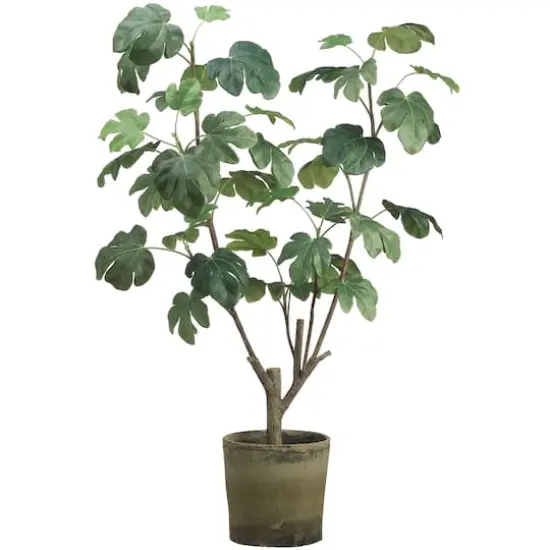 4 Ft. Fig Plant {1}