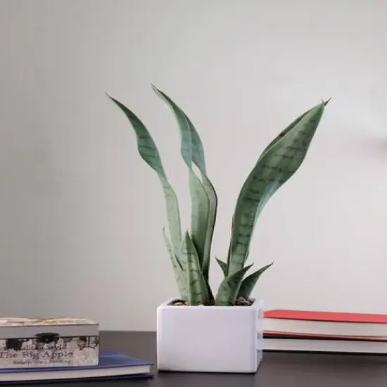 21" Green Artificial Succulent in White Square Pot {5}