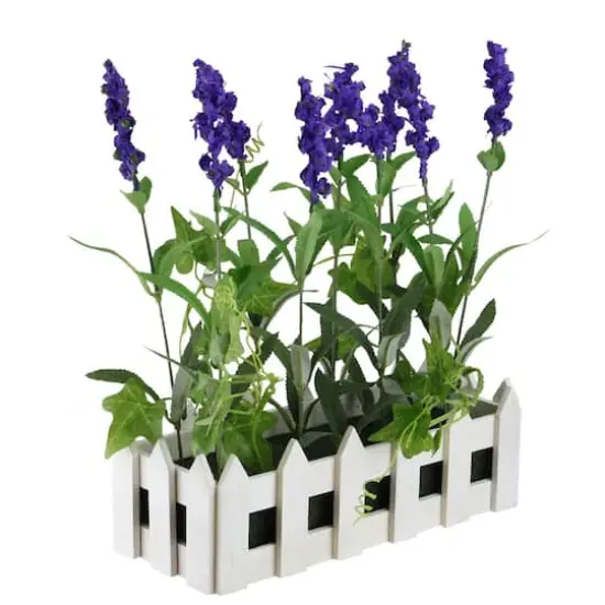 11.75" Lavender Plant in White Picket Fence Container {3}