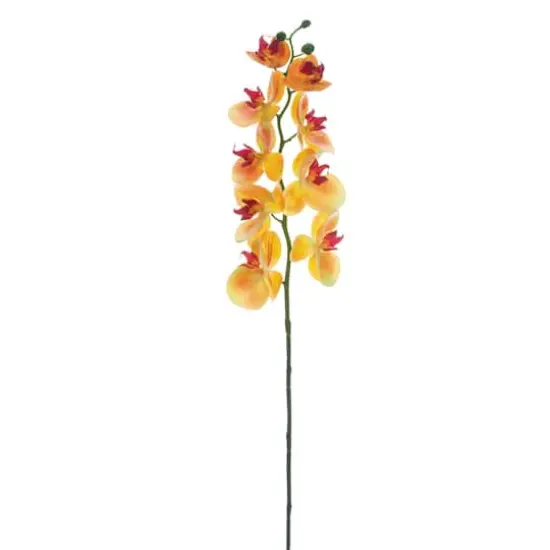 Apricot Phalaenopsis Orchid Stem  {1}