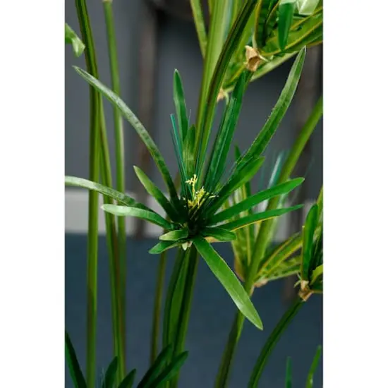 5 Ft. Cypress Grass Tree {3}