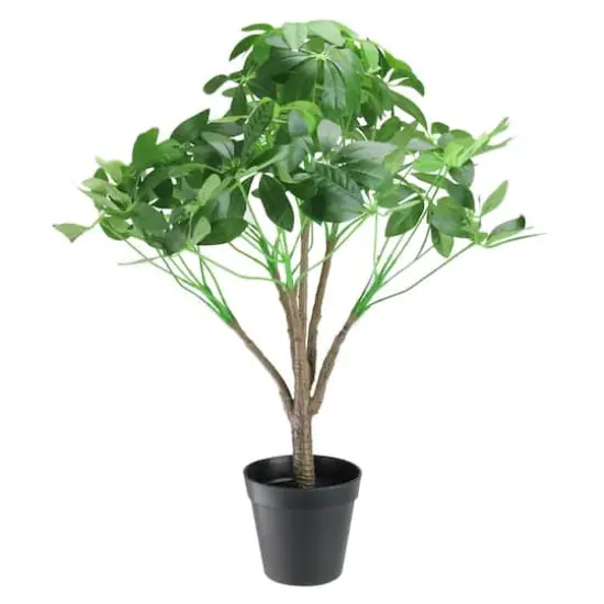 23" Schefflera Arboricola Potted Topiary {1}