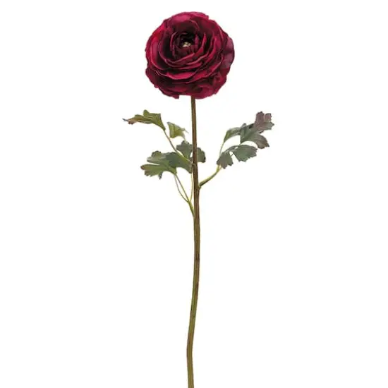 24" Ranunculus Stem, Burgundy {1}