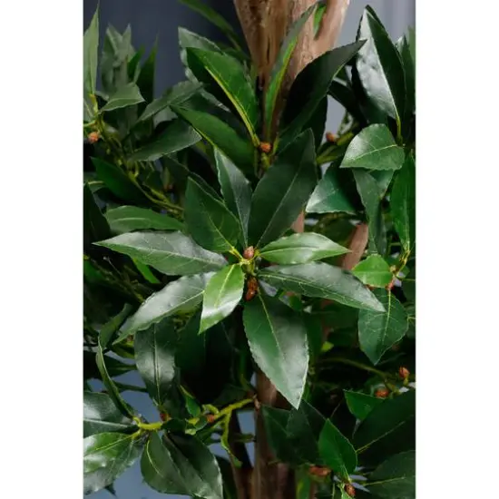 4 Ft. Triple Ball Sweet Bay Topiary {3}