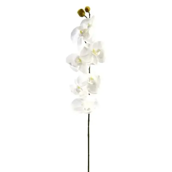 Phaleanopsis Orchid by Ashland&reg; {1}