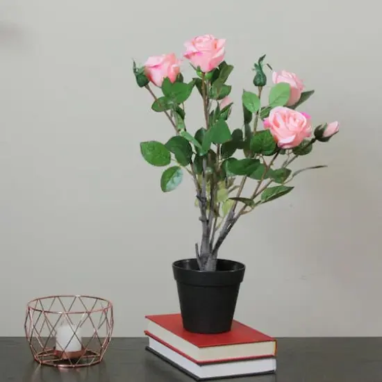 19" Blooming Potted Light Pink Ecuador Rose Shrub {3}