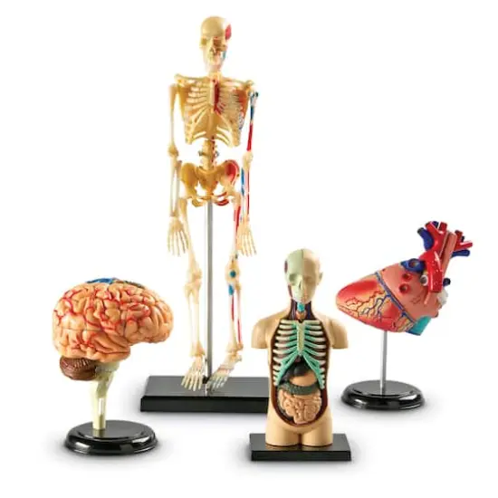 Heart, Brain, Skeleton & Body Anatomy Model Bundle Set {1}