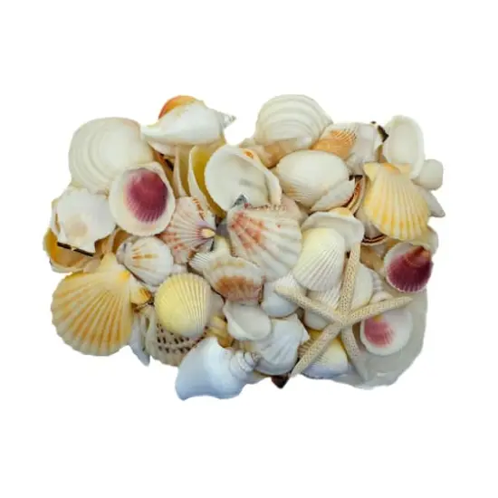 U.S. Shell Light Shell Mix with Starfish Gift Pack {1}