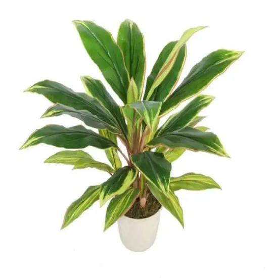 25" Potted Artificial Green & Red Dracaena in Cream White Pot {1}
