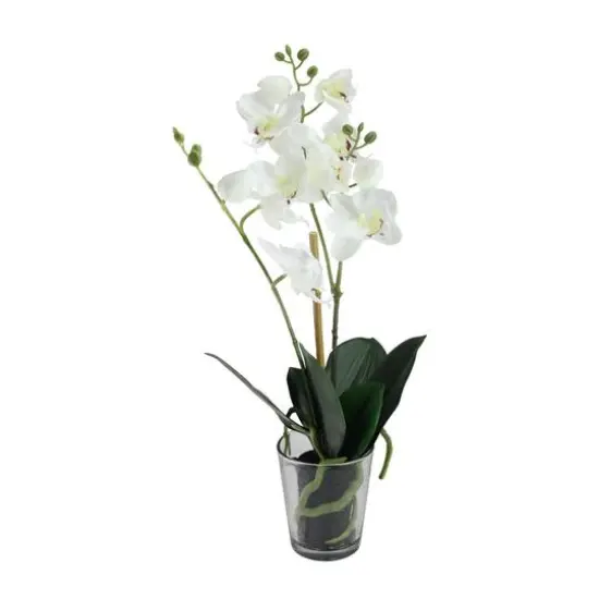 18.5" Blooming White Orchid Plant in Clear Vase {1}